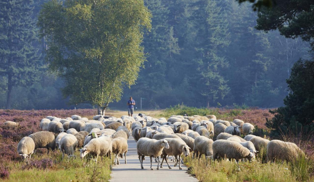 Herberg De Zwaan แอลสเปต ภายนอก รูปภาพ